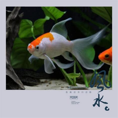 財位養魚|魚缸千萬別這樣擺！養魚風水5大重點